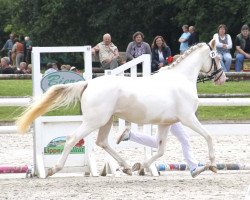 Pferd Söl'rings Cheyenne (Deutsches Reitpony, 2013, von The Braes My Mobility)