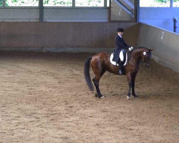 Iserlohner Pfingst-Dressurtage 2014