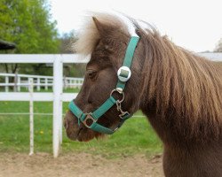 horse Zorro (German Classic Pony, 2002, from Zebro)