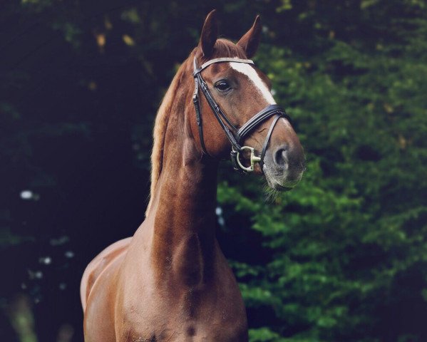 dressage horse Annaconda 17 (Westphalian, 1999, from Arpeggio)