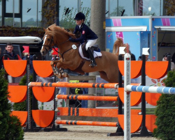 jumper Double Trouble 11 (German Riding Pony, 2006, from Donauwind)