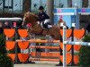 jumper Double Trouble 11 (German Riding Pony, 2006, from Donauwind)