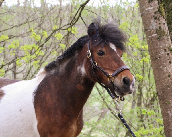 Pferd Rabbi vom Köppel (Shetland Pony, 2002, von Robin Hood von Uda)