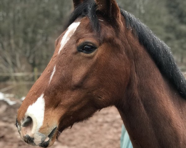 Springpferd Melbourne 32 (Deutsches Reitpferd, 2013)