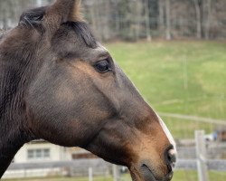 Springpferd Carlo B 3 (Württemberger, 2008, von Cero)