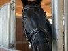 dressage horse Freddie Mercury 5 (Hanoverian, 2014, from First Dance)