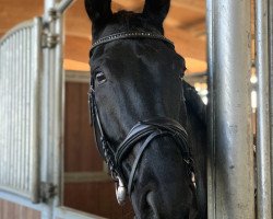 dressage horse Freddie Mercury 5 (Hanoverian, 2014, from First Dance)