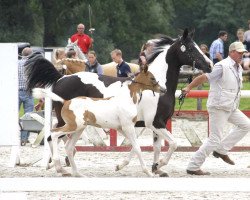 horse Stute von Vajavo / Nightflight (German Riding Pony, 2017, from Vajavo)