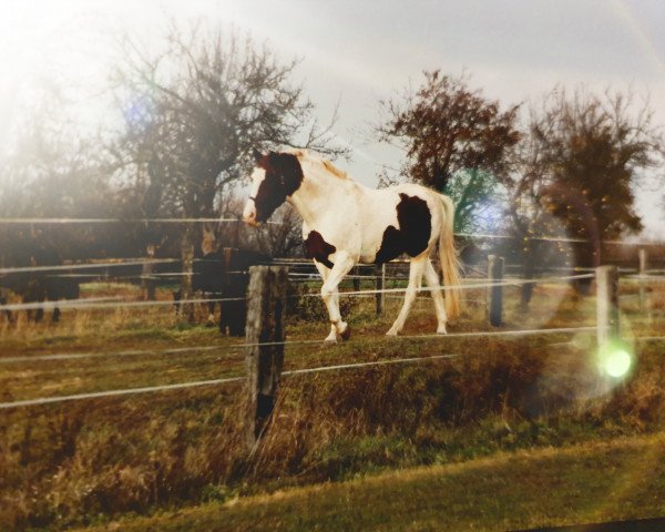 stallion Kalif (Pinto / Hunter, 1995)