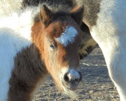 horse Nina von der Malchower Aue (Shetland Pony, 2021, from Ingo)