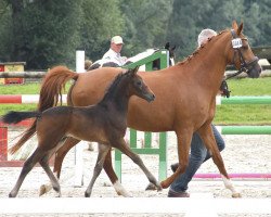 jumper Findus RS (German Riding Pony, 2017, from Future Dream)