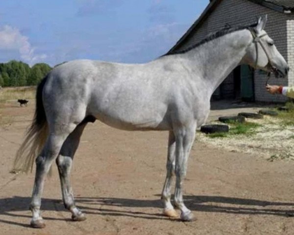 stallion Golkiper (Russian Trakehner, 2000, from Kapral)