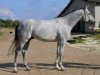 stallion Golkiper (Russian Trakehner, 2000, from Kapral)