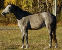 Zuchtstute Vengrija (Russisch Trakehner, 2005, von Golkiper)