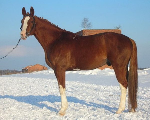 Deckhengst Korvet (Russisch Trakehner, 1999, von Kalibr)