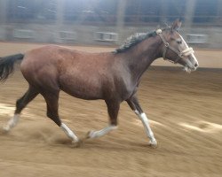 horse Sangria (Russisch Trakehner, 2018, from Korvet)