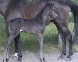 broodmare Odessa xx (Thoroughbred, 2002, from Lavirco xx)