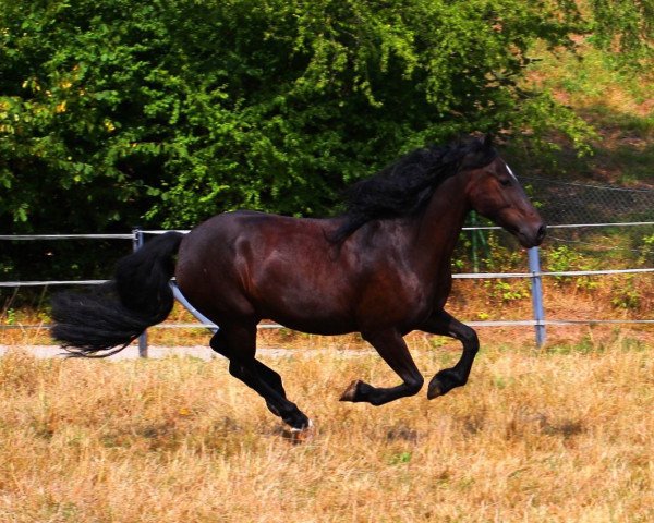 Pferd Landavia Latino (Welsh-Cob (Sek. D), 2006, von Horeb Lloyd George)