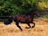 horse Landavia Latino (Welsh-Cob (Sek. D), 2006, from Horeb Lloyd George)