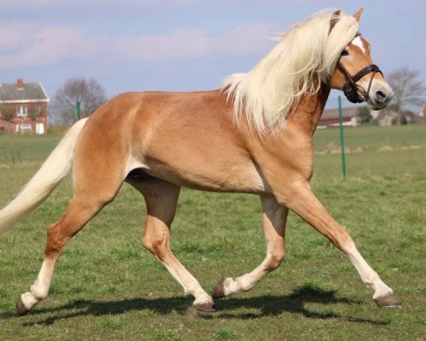 stallion Stubenkönig (Haflinger,  , from liz. 510/T Stratos)