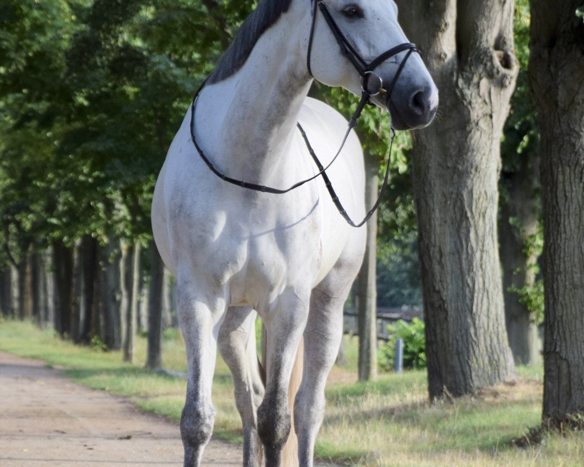 broodmare Camabe (Westphalian, 2013, from Camax L)