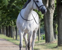 broodmare Camabe (Westphalian, 2013, from Camax L)