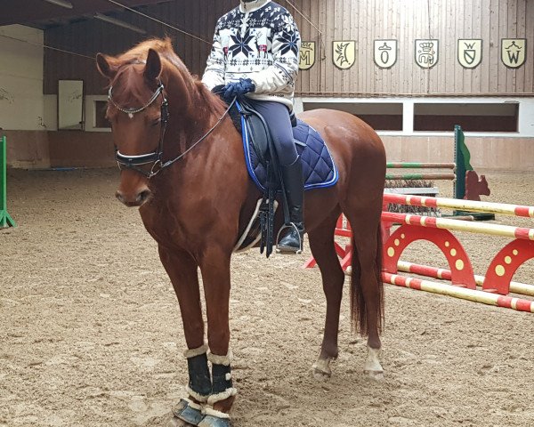 dressage horse Domino 966 (Württemberger, 2013, from Demetrius)