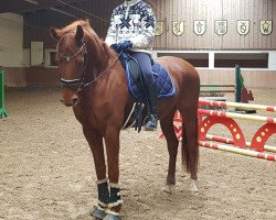 dressage horse Domino 966 (Württemberger, 2013, from Demetrius)