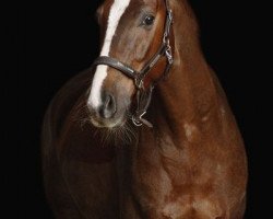 dressage horse Sir Sullivan 3 (Bavarian, 2010, from Sir Schiwago)