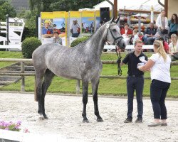 broodmare Chakia WM (Westphalian, 2014, from Captain Fire)