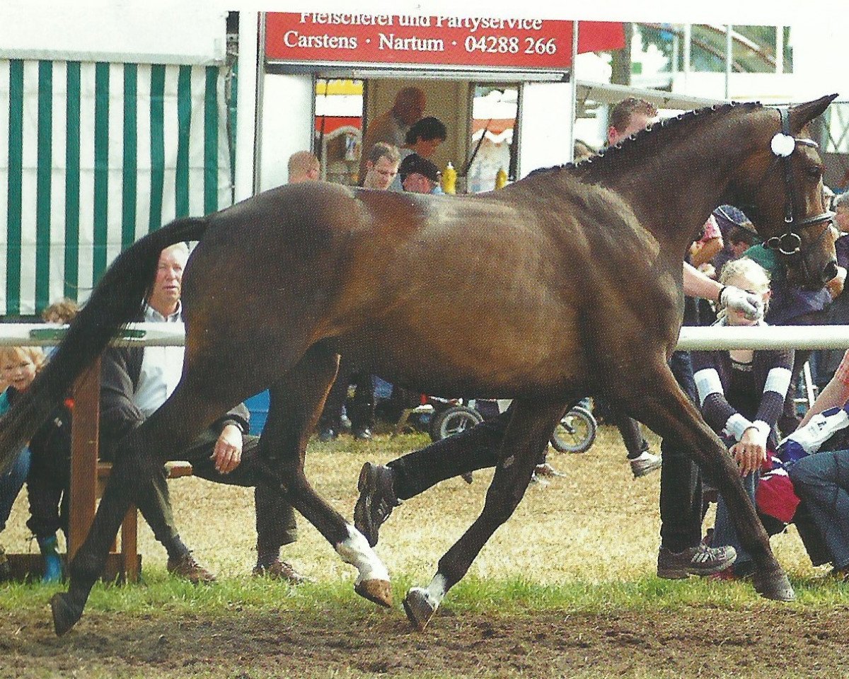 Zuchtstute Akira (Trakehner, 2002, von Connery)