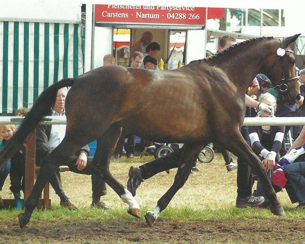 broodmare Akira (Trakehner, 2002, from Connery)