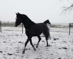 Zuchtstute Valentina (Deutsches Reitpony, 2017, von Heidbergs Nancho Nova)