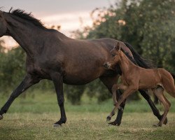 broodmare Tell me S (Württemberger, 2018, from Birkhof's Topas FBW)