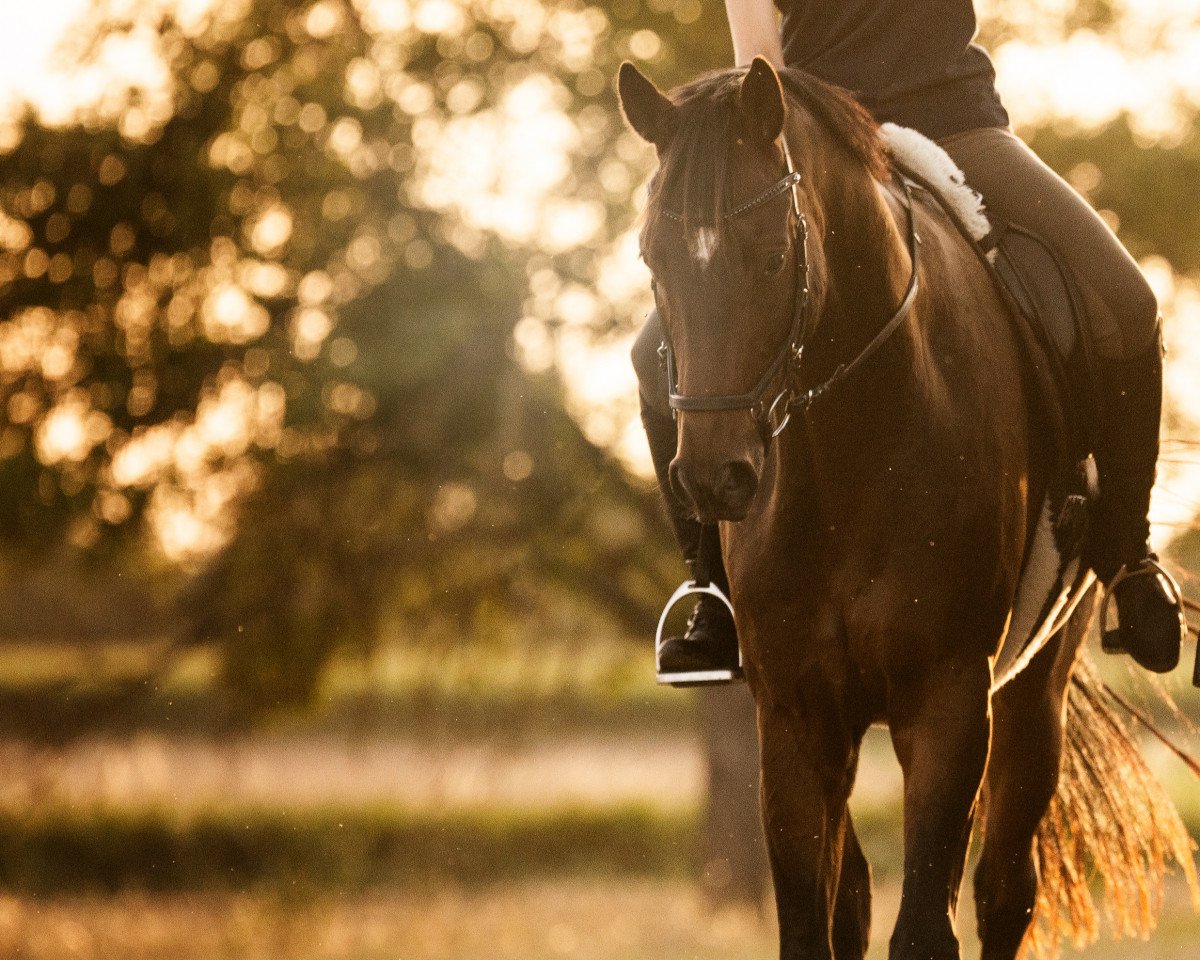 dressage horse Whimsical Wall-E (Hanoverian, 2014, from Weltmeyer)