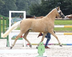 dressage horse Die große Liebe (German Riding Pony, 2013, from Donnerwetter)