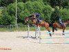 broodmare Zaire (Oldenburg show jumper, 2012, from VDL Groep Zagreb)