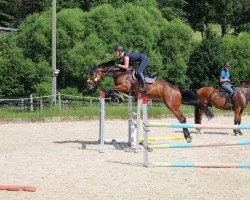 broodmare Zaire (Oldenburg show jumper, 2012, from VDL Groep Zagreb)