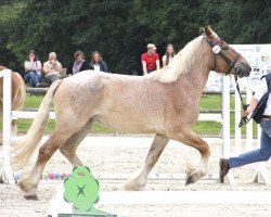 broodmare Charlotta (Rhenish-German Cold-Blood, 2014, from Carat)