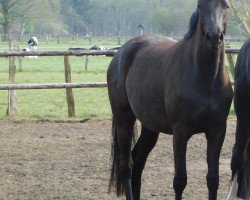 dressage horse Aurea (Trakehner, 2017, from Ivanhoe)