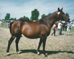 Zuchtstute Alona (Trakehner, 1990, von Consul)