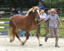 broodmare Fiola (Rheinisch-Westfälisches Draughthorse, 2014, from Franco)