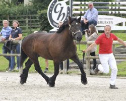 broodmare Malia (Rhenish-German Cold-Blood, 2014, from Martell)