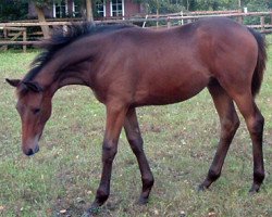 dressage horse Askalon 50 (Trakehner, 2007, from Connery)