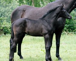 dressage horse Akur (Trakehner, 2009, from Songline)