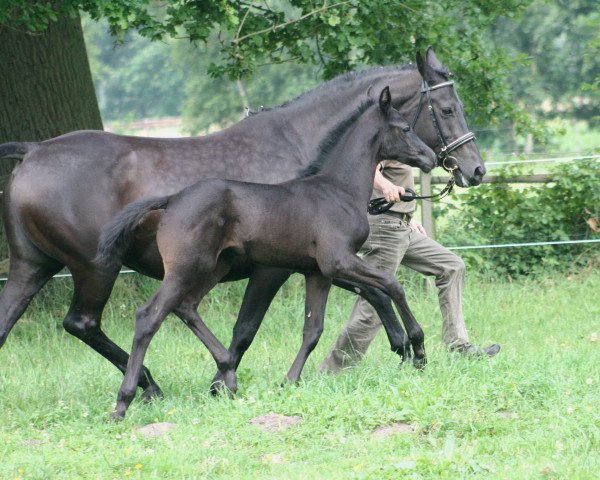 Zuchtstute Ashana (Trakehner, 1993, von Benz)