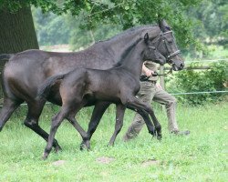 broodmare Ashana (Trakehner, 1993, from Benz)