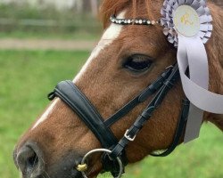 Dressurpferd Millstone Vip (Welsh Pony (Sek.B), 2008, von Hondsrug Puccini)