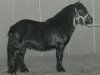 stallion Highlight van Stal Geerhof (Shetland Pony, 1993, from Mustang van Bunswaard)