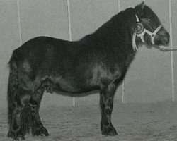 Deckhengst Highlight van Stal Geerhof (Shetland Pony, 1993, von Mustang van Bunswaard)